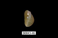 藏品(雲雀殼菜蛤)的圖片